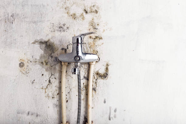 Best Basement Mold Remediation in Shafter, CA