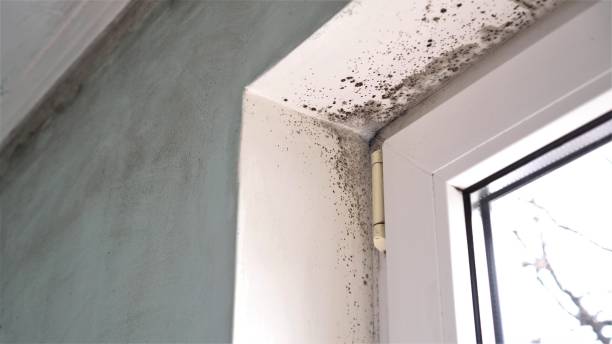 Best Kitchen Mold Remediation in Shafter, CA