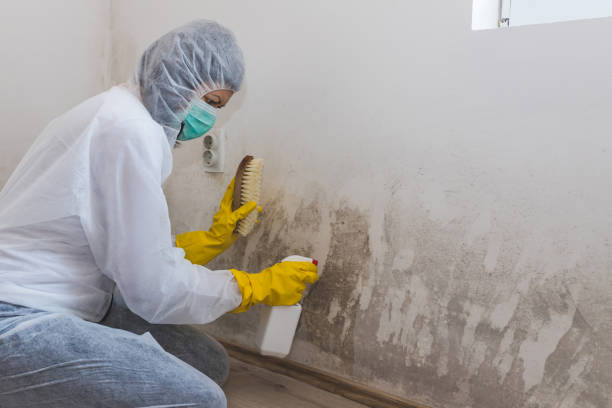 Best Industrial Mold Remediation in Shafter, CA