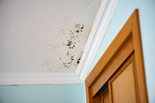 Best Mold Testing and Inspection Services in Shafter, CA