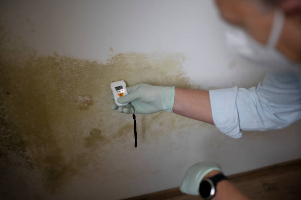 Shafter, CA Mold Remediation Company