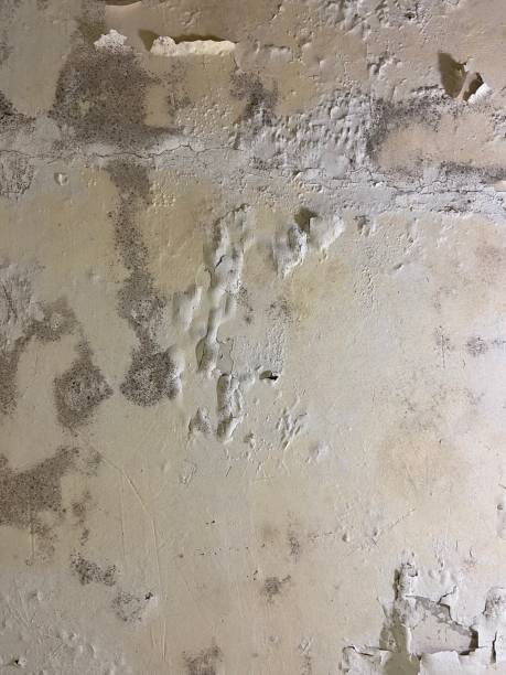 Best Health and Safety Mold Remediation in Shafter, CA