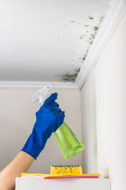 Best Residential Mold Remediation in Shafter, CA