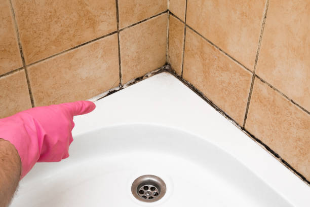 Best Black Mold Remediation in Shafter, CA